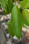 Silky dogwood